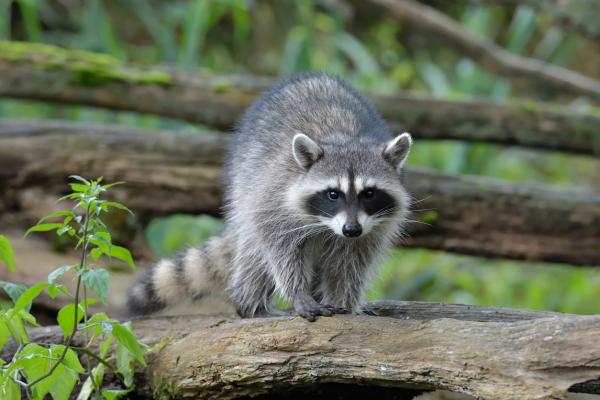 Raccoon Reproduction - Raccoon Oversikt