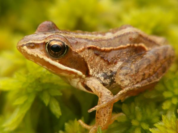 Forskjeller mellom frosker og padder - kjennetegn ved frosker