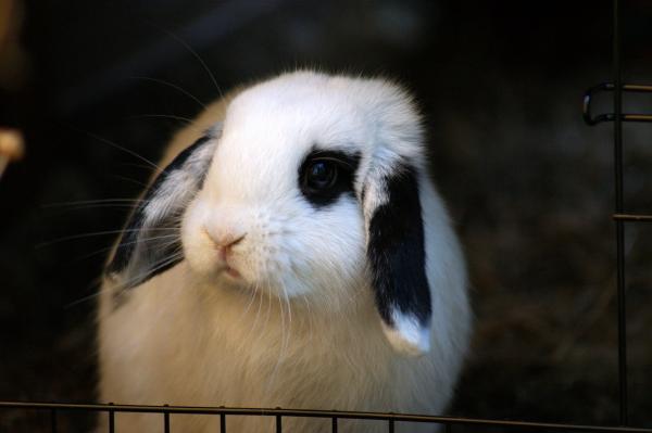 Min kanin har diaré - årsaker og behandling - årsaker til diaré hos kaniner