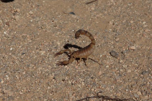 De 11 farligste dyrene i Asia - 2. Fattail Scorpion