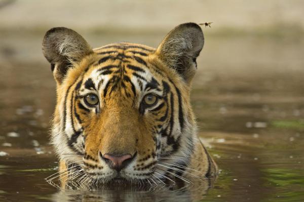 De 11 farligste dyrene i Asia - 9. Den bengalske tigeren