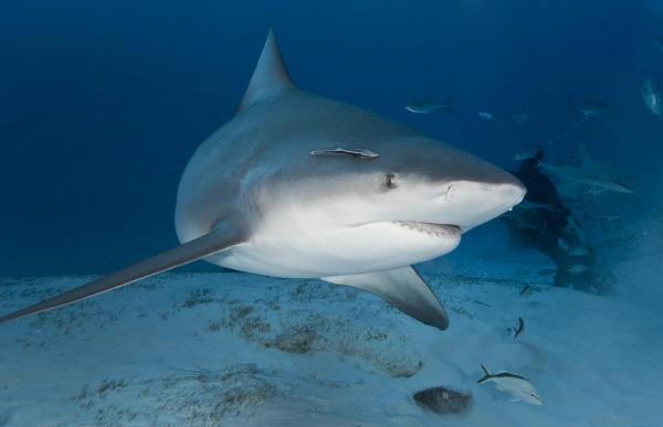 De 11 farligste dyrene i Asia - 4. Haier i Asia