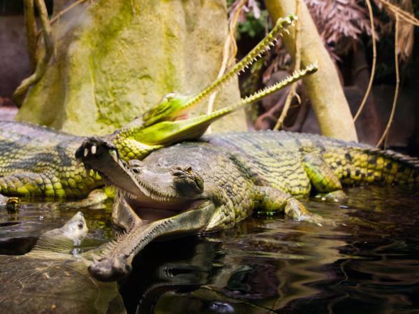 De 11 farligste dyrene i Asia - 6. Krokodillen 