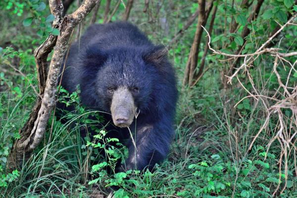 De 11 farligste dyrene i Asia - 8. Sloth Bear
