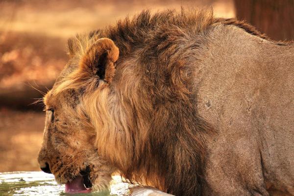 De 11 farligste dyrene i Asia - 10. Den asiatiske løven 
