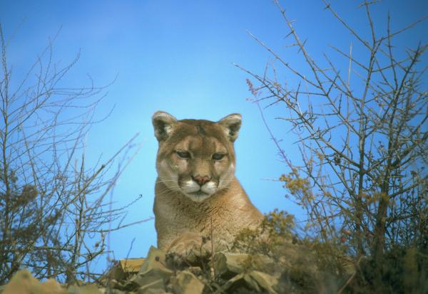 Fauna of Argentine Patagonia - Puma