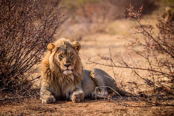Hvor bor løver?  - Løvernes habitat i Afrika