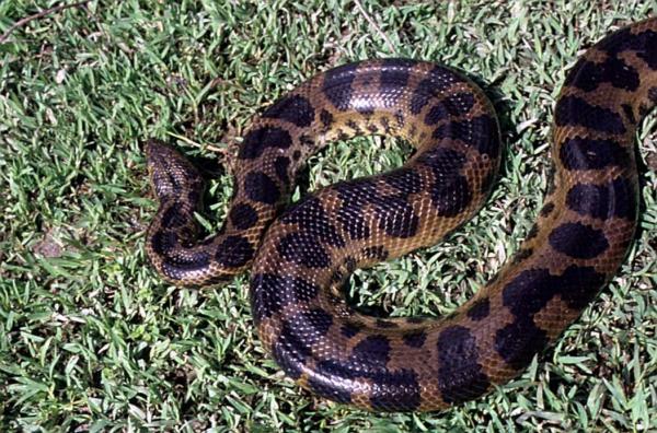 Alle 4 Anaconda -artene - Mørkflekket Anaconda