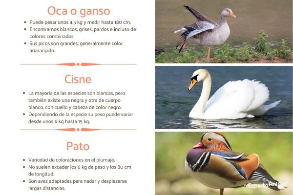 Forskjell mellom gås, gås, svane og and - Fysiske forskjeller mellom and, gås og svane
