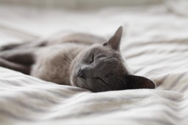 Hva betyr kattes søvnstillinger?  - Sidelengs