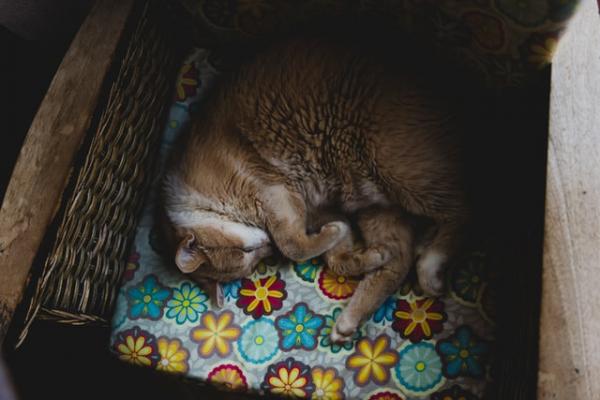 Hva betyr kattes søvnstillinger?  - Dekket