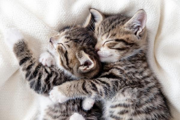 Hva betyr kattes søvnstillinger?  - Klemstillingen