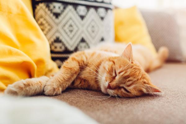 Hva betyr kattes søvnstillinger?  - strukket