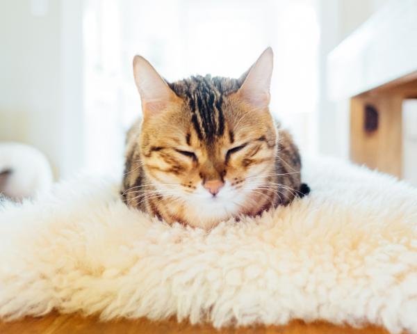 Hva betyr kattes søvnstillinger?  - Krøllet opp og hodet støttes ikke