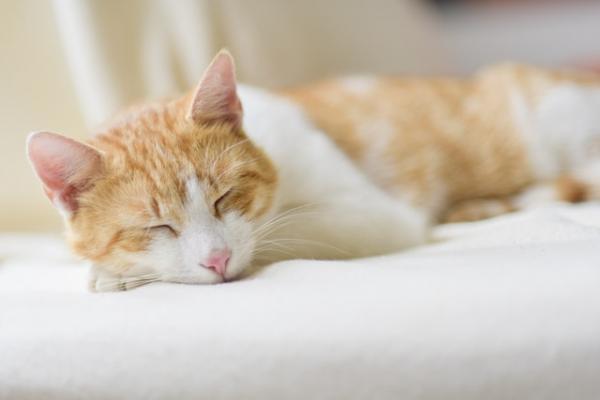 Hva betyr kattes søvnstillinger?  - Krøllet sammen med hodet støttet