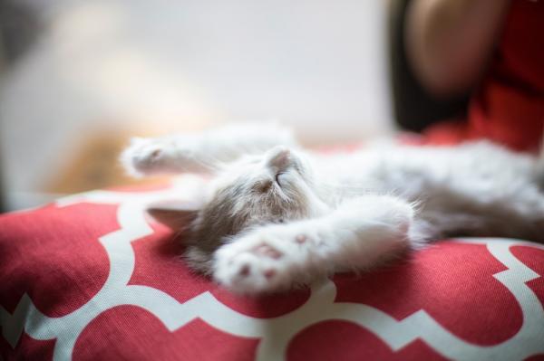 Hva betyr kattes søvnstillinger?  - med forsiden opp