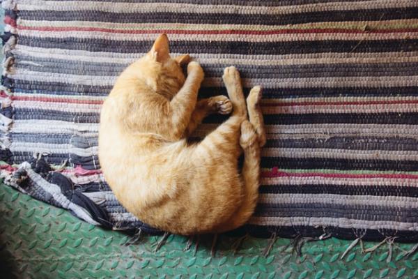 Hva betyr kattes søvnstillinger?  - Gjenget