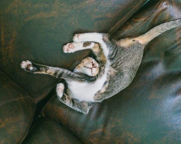 Hva betyr kattes søvnstillinger?  - Sovende stillinger til unge kattunger