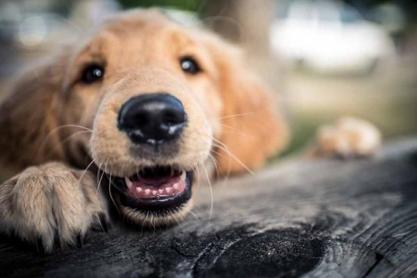Når får hunder tenner?  - Endring av tenner hos hunder