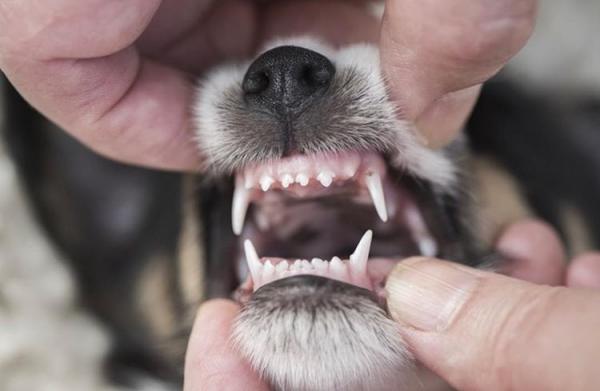Når får hunder tenner?  - Hvordan vite alderen på en hund ved tennene?