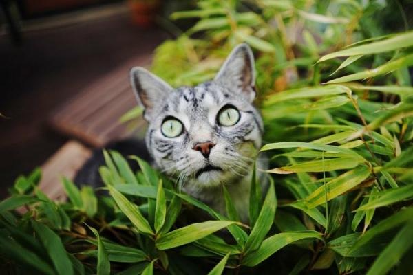 10 Merkelige oppførsel av katter - 6. Bittende planter