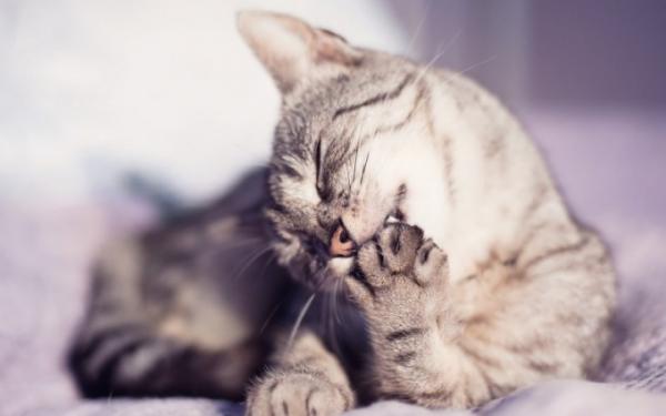10 merkelige oppførsel fra katter - 8. Biter deg selv
