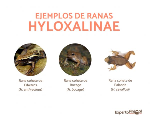Arrowhead frosker - Typer, egenskaper, habitat, kosthold - Arrowhead frosker av Hyloxalinae underfamilien