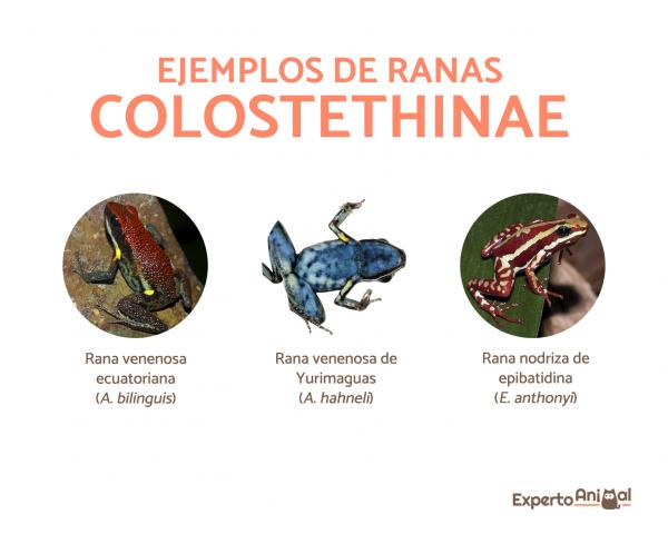 Arrowhead frosker - Typer, egenskaper, habitat, kosthold - Arrowhead frosker av underfamilien Colostethinae
