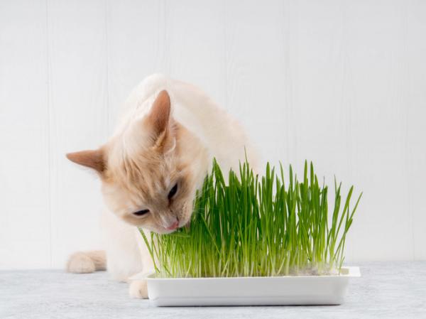 Hvorfor spiser katter gress?  - Gode planter for katter
