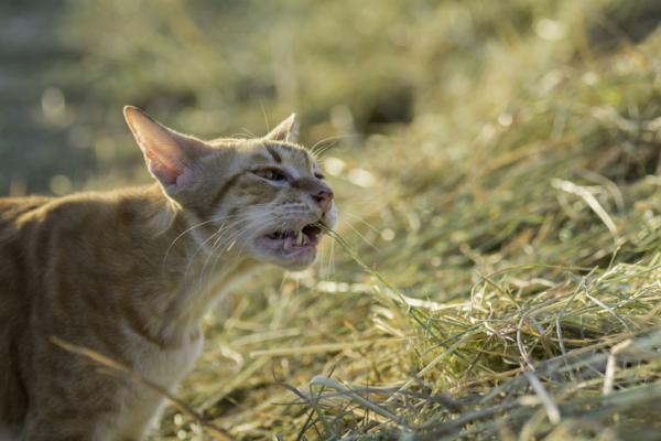 Hvorfor spiser katter gress?  - Hvorfor spiser katten din gress og kaster opp?