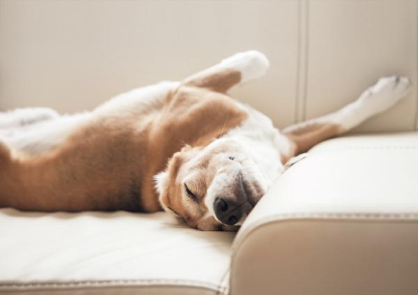 Hva betyr hundeposisjoner?  - Hundens søvn timer
