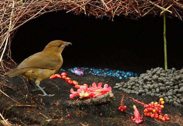 Reproduksjon av fugler - Egenskaper og eksempler - Rengjørings- og dekorasjonsritualer i frieri av fugler