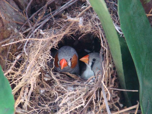 Reproduksjon av fugler - Egenskaper og eksempler - Hvordan parrer fugler seg?