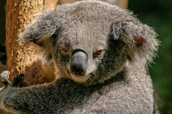 De 10 ensomste dyrene i verden - Koalaer 