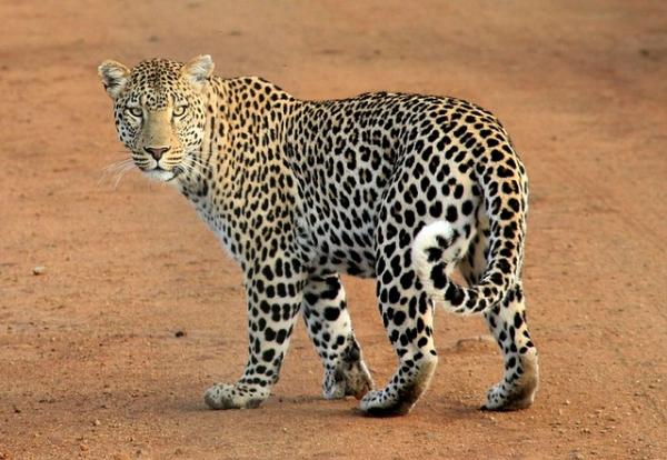 De 10 ensomste dyrene i verden - leoparder 
