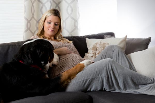 11 ting hunder kan forutsi - 3. Graviditet