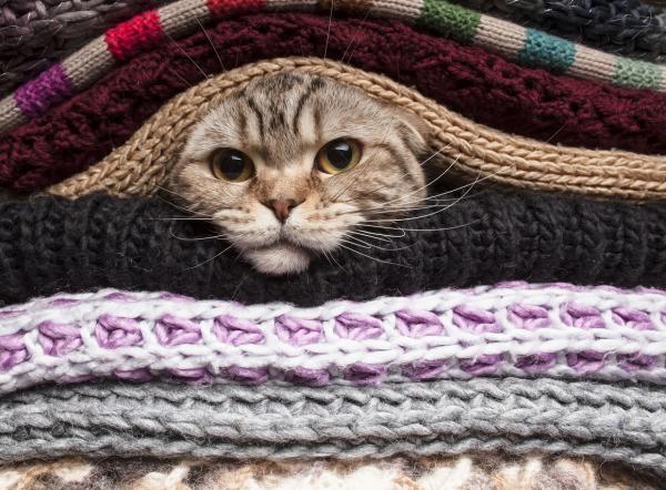 10 steder katter elsker å gjemme seg - hvor gjemmer katter seg?