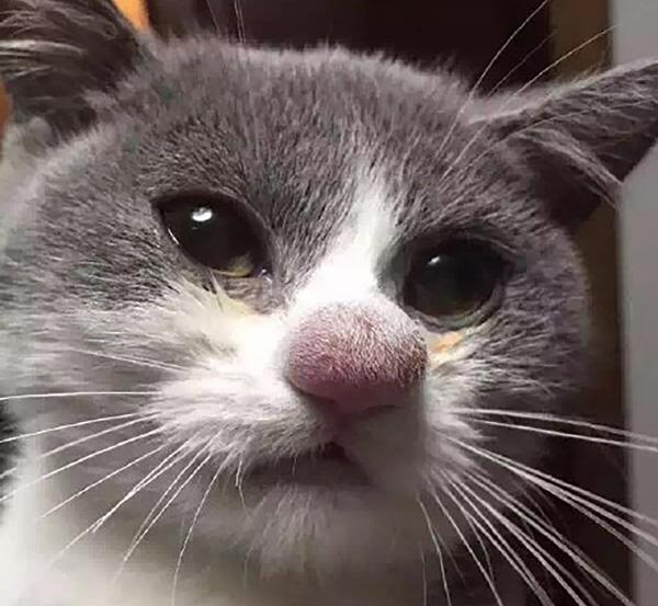 Katten min har hovent nese - Årsaker og behandlinger - Katt med hovent nese fra bitt