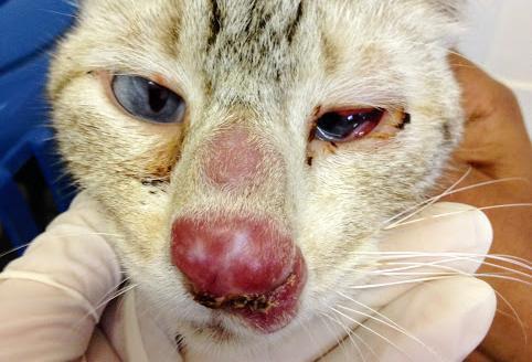 Katten min har hoven nese - Årsaker og behandlinger - Andre årsaker til betennelse i kattens nese
