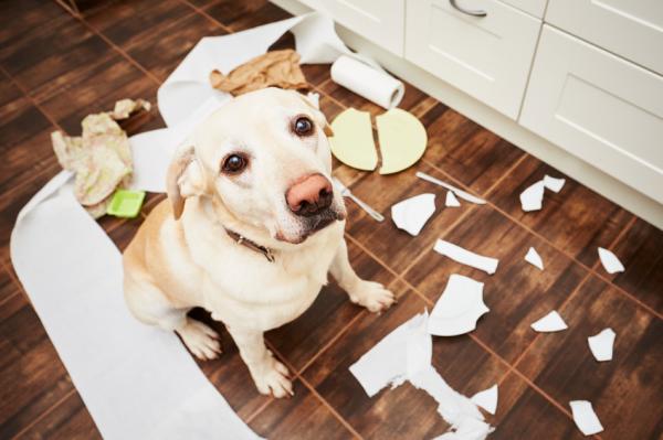 5 symptomer på en kjedelig hund - 2. Destruktiv atferd