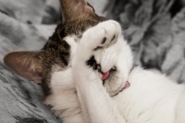13 ting som gjør katten din gal - 3. Sterke lukter