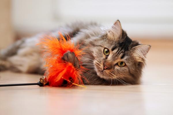 13 ting som gjør katten din gal - 12. Jage et leketøy