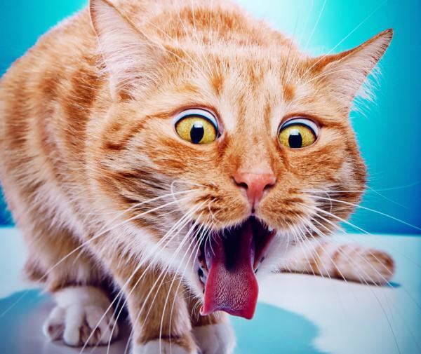 13 ting som gjør katten din gal - 6. Ta medisiner