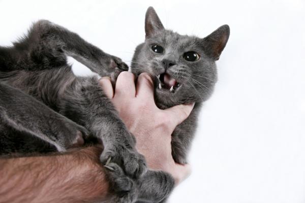13 ting som gjør katten din gal - 8. Overdreven klem