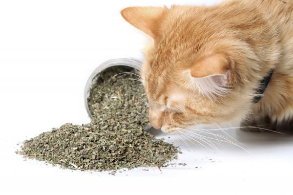 13 ting som gjør katten din gal - 11. Catnip eller catnip