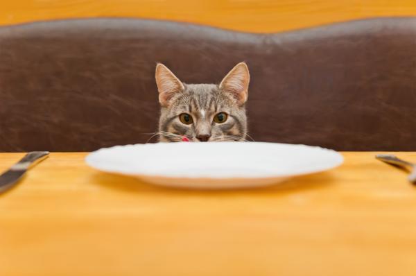 13 ting som gjør katten din gal - 10. Veldig kald mat