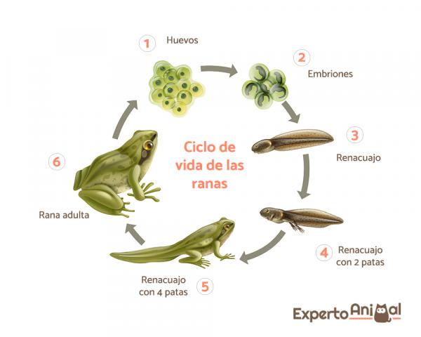 Froskers livssyklus - Reproduksjon hos frosker