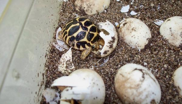Turtle Reproduksjon - Kunstig inkubasjon