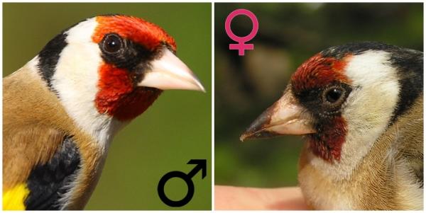 Hvordan fortelle en mannlig gullfinke fra en hunn - 1. Ansiktet