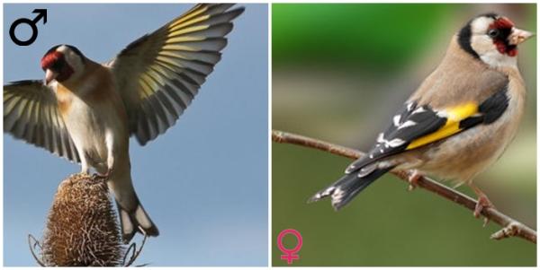Hvordan fortelle en mannlig gullfinke fra en hunn - 3. Halen